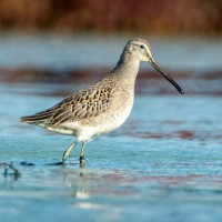 Long-billed Dowitcher